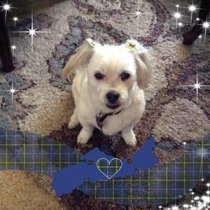 Meet your Posher, Zelda